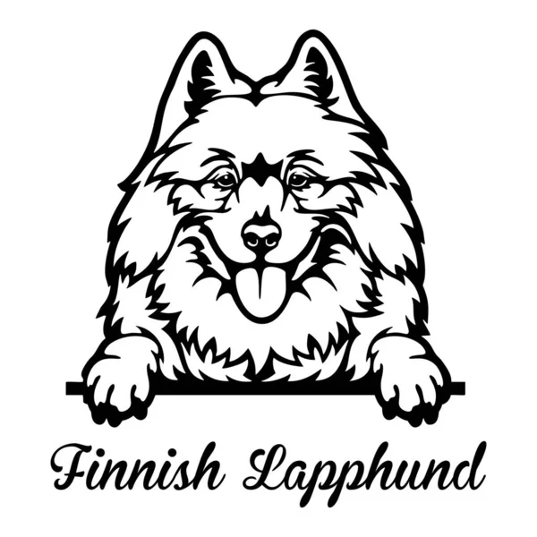 フィンランドのラップフンド・ピーキング・ドッグ-頭部は白で隔離 — ストックベクタ