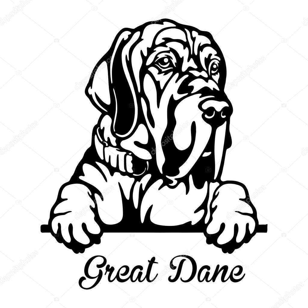 Great Dane Peeking Dog - head isolated on white