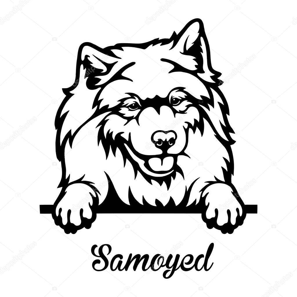 Samoyed Peeking Dog - head isolated on white - vector stock