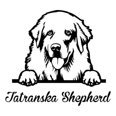 Tatranska Çoban Köpeği - kafası beyaz üzerinde izole