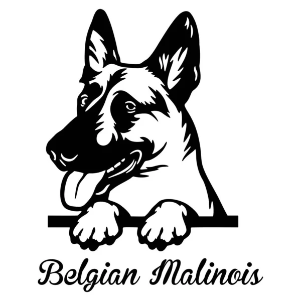Belga Malinois Peeking Dog - cabeça isolada em branco —  Vetores de Stock