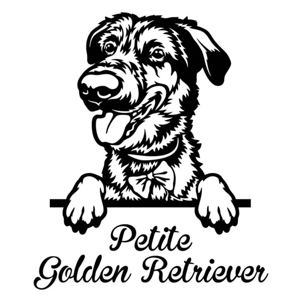 Petite Golden Retriver Peeking Dog -白で隔離された頭 — ストックベクタ