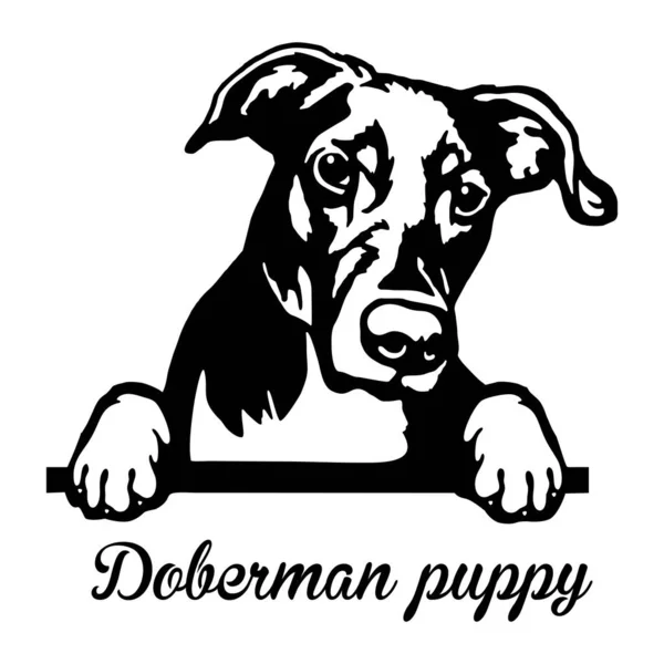 Doberman köpek yavrusu Röntgenci Köpek - kafası beyaz üzerine izole edilmiş