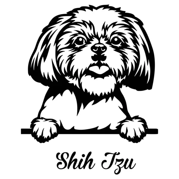 Shih Tzu Peeking Dog - cabeza aislada en blanco Vectores de stock libres de derechos