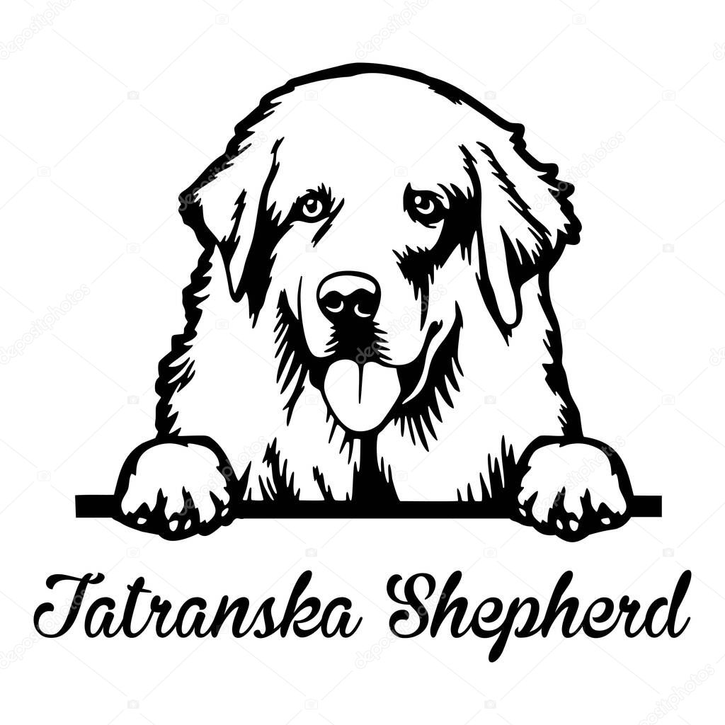 Tatranska Shepherd Peeking Dog - head isolated on white - vector stock