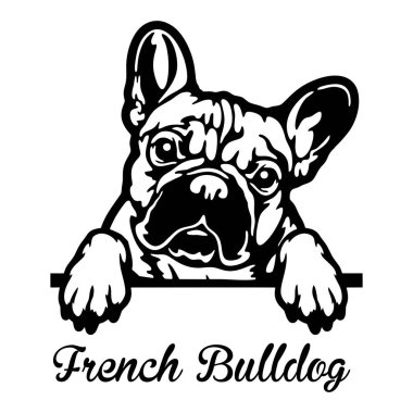 Fransız Bulldog Röntgenci Köpek - kafası beyaz üzerine izole edilmiş