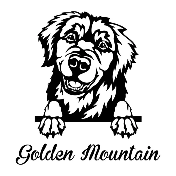 Golden Mountain Peeking Dog - голова изолированная на белом — стоковый вектор