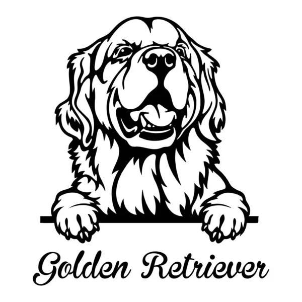 Golden Retriever Peeking Dog - huvudet isolerat på vitt Vektorgrafik