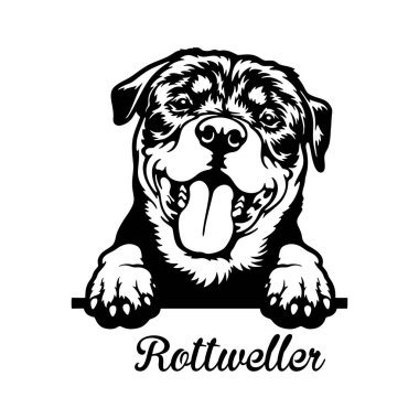 Rottweiler Röntgenci Köpek - kafası beyaz üzerinde izole