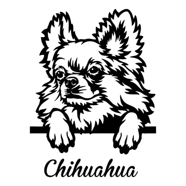 Chihuahua Peeking Dog - cabeza aislada en blanco — Archivo Imágenes Vectoriales