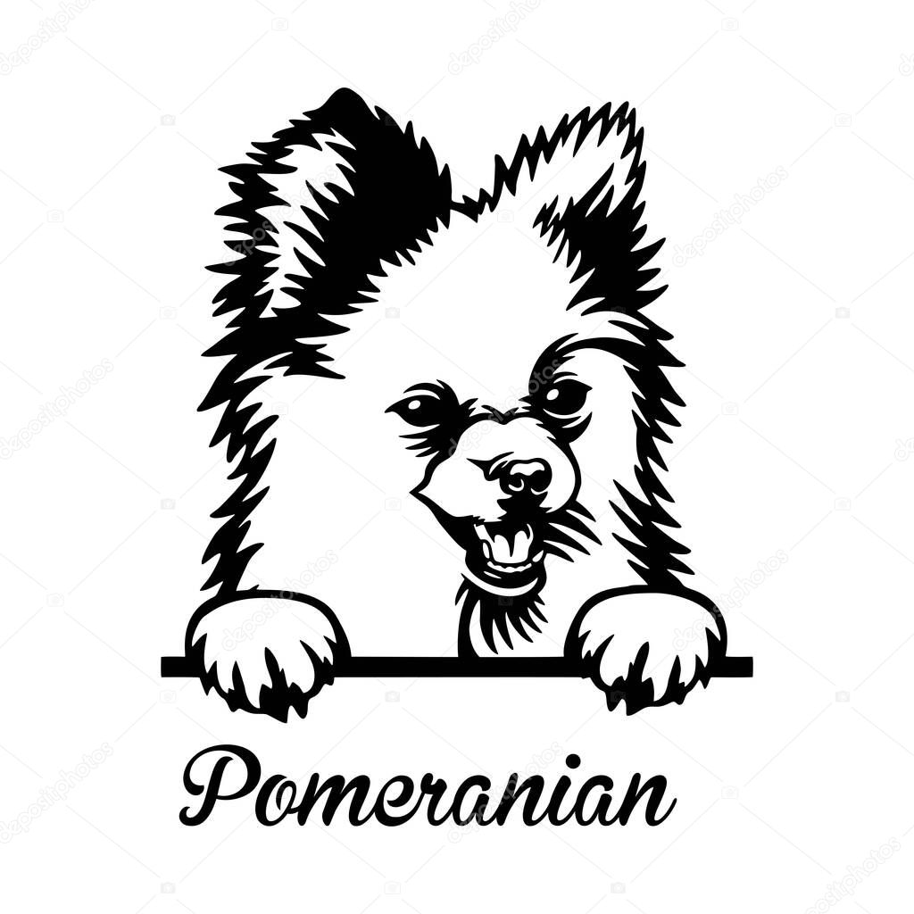 Pomeranian Peeking Dog - head isolated on white - vector stock