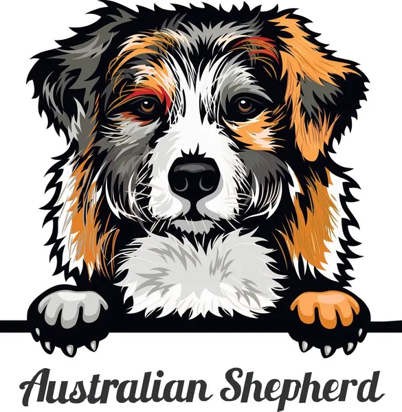 Australian Shepherd - Color Peeking Dogs - breed face head isolated on white — Stock Vector