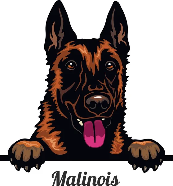 Belgijski Malinois - Color Peeking Dogs - twarz rasy izolowane na białym — Wektor stockowy