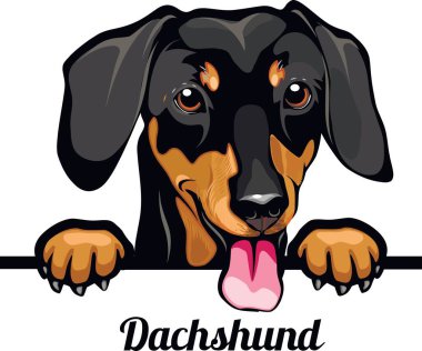 Dachshund, köpek cinsi. Beyaz bir arkaplanda izole edilmiş bir köpeğin renkli görüntüsü