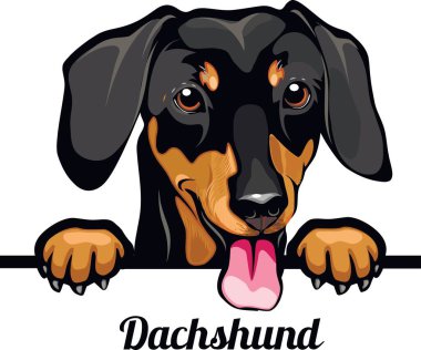 Dachshund - dog breed. Color image of a dogs head isolated on a white background clipart