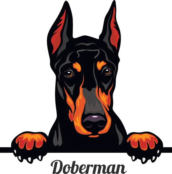 ドバーマン・ピンチャー-犬の品種。白い背景に孤立した犬の頭の色像 — ストックベクタ