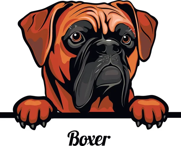 Boxer - raça de cão. Imagem colorida de uma cabeça de cães isolada em um fundo branco — Vetor de Stock