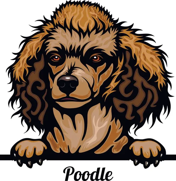 Poodle - Färg Kikande Hundar - hund ras. Färg bild av en hund huvud isolerad på en vit bakgrund — Stock vektor