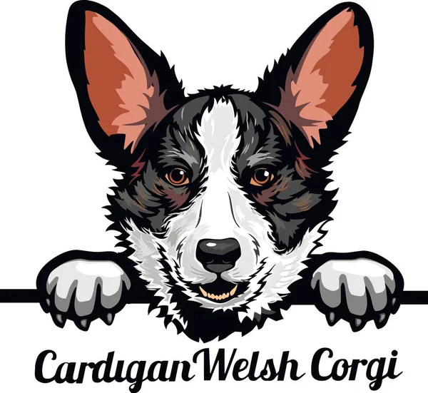 Cárdigan Galés Corgi - Color Peeking Perros - raza de perro. Imagen en color de una cabeza de perro aislada sobre un fondo blanco — Archivo Imágenes Vectoriales