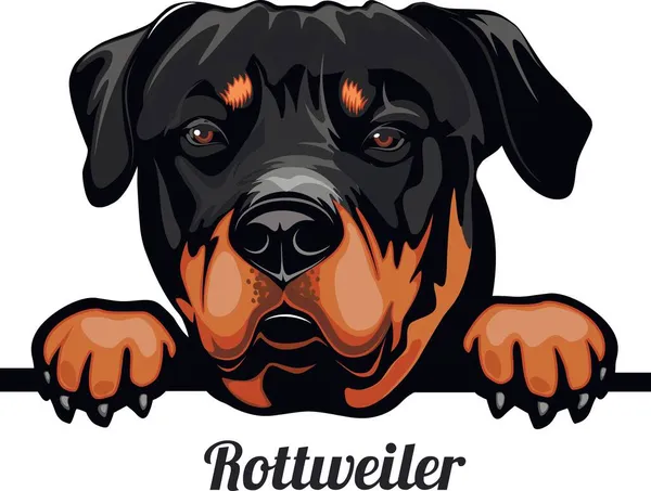 Rottweiler - Color Peeking Dogs - Hunderasse. Farbbild eines Hundekopfes isoliert auf weißem Hintergrund — Stockvektor