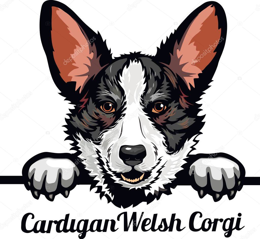 Cardigan Welsh Corgi - Color Peeking Dogs - dog breed. Color image of a dogs head isolated on a white background