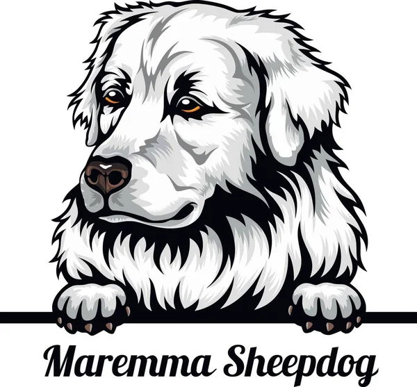 Maremma Sheepdog - Color Peeking Dogs - raça de cães. Imagem colorida de uma cabeça de cães isolada em um fundo branco — Vetor de Stock