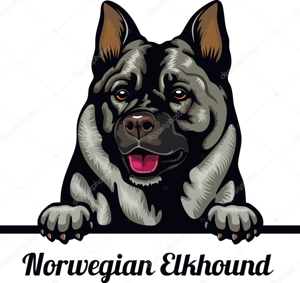 Norwegian Elkhound - Color Peeking Dogs - dog breed. Color image of a dogs head isolated on a white background - vector stock