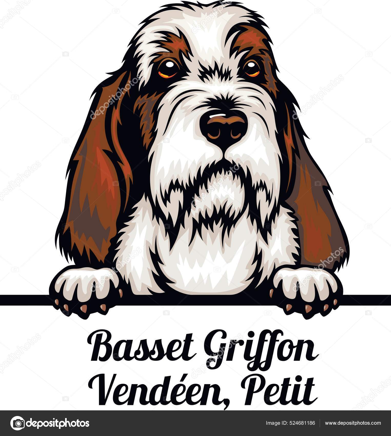 Fransk basset griffon 2025