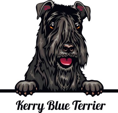 Kerry Blue Terrier - Renkli Röntgenci Köpekler - köpek cinsi. Beyaz bir arkaplanda izole edilmiş bir köpeğin renkli görüntüsü