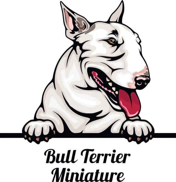 Bull Terrier Miniature - Color Peeking Dogs - Honden ras. Kleur afbeelding van een hond hoofd geïsoleerd op een witte achtergrond — Stockvector