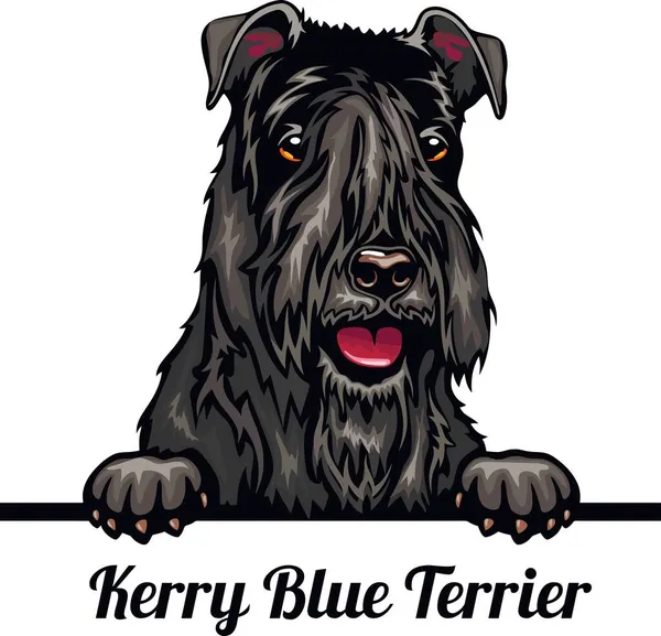 케리 블루 테리어 (Kerry Blue Terrier) - 개를 물들이는 색깔. 하얀 배경에 고립된 개 머리의 컬러 이미지 — 스톡 벡터