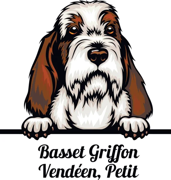 Basset Griffon Vendeen, Petit - Color Peeking Dogs - raça de cães. Imagem colorida de uma cabeça de cães isolada em um fundo branco —  Vetores de Stock