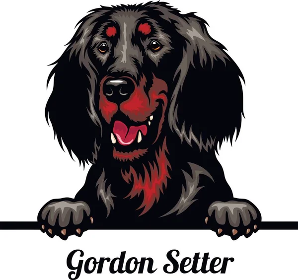 Gordon Setter - Color Peeking Dogs - honden ras. Kleur afbeelding van een hond hoofd geïsoleerd op een witte achtergrond — Stockvector