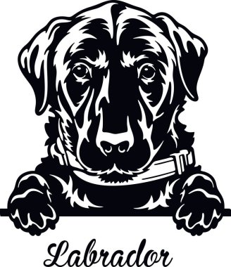 Labrador Retriever Röntgenci Köpek - kafası beyaz üzerine izole edilmiş