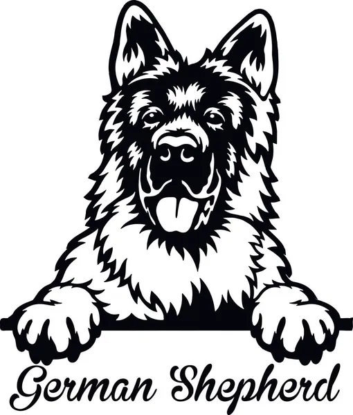 Alman Çoban Köpeği - kafası beyaz üzerine izole edilmiş