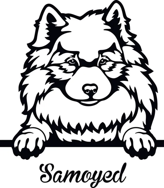 Samoyed Laika Peeking Dog - голова изолирована на белом — стоковый вектор