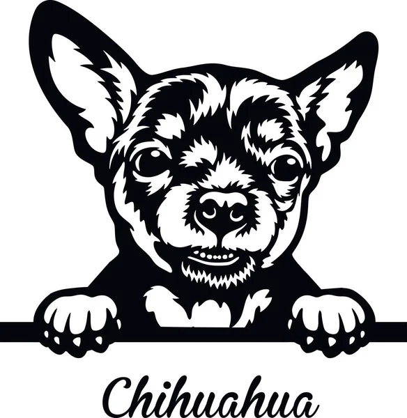 Chihuahua Peeking Dog - cabeza aislada en blanco — Vector de stock