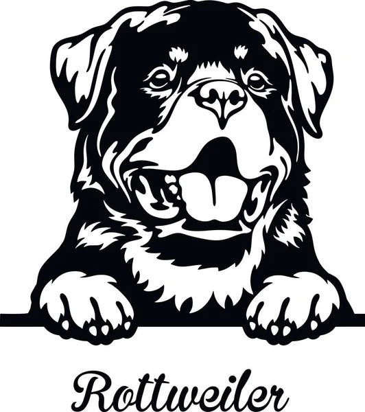 Rottweiler Peeking Dog - testa isolata su bianco — Vettoriale Stock