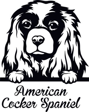 Amerikan Cocker Spaniel Röntgenci Köpek kafası beyazların üzerinde izole edilmiş.