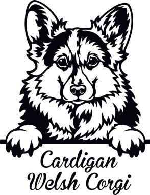 Cardigan Galli Corgi Dikizci Köpek - kafası beyaz üzerine izole edilmiş