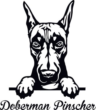 Doberman Pinscher Röntgenci Köpek - kafası beyaz üzerine izole edilmiş