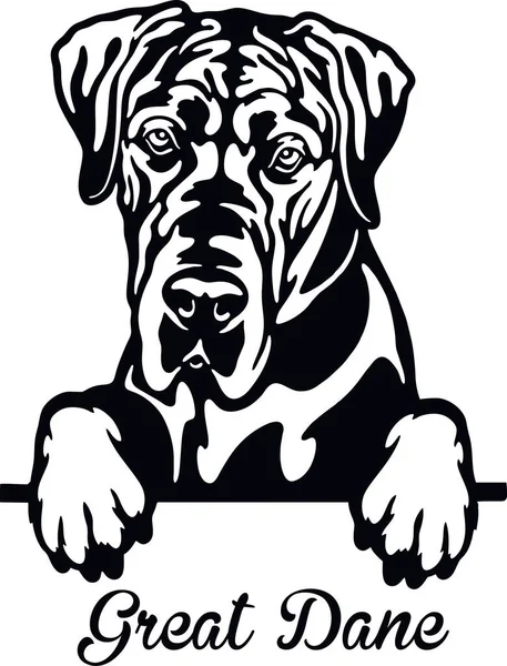 Büyük Danimarkalı röntgenci köpek. Kafası beyazların üzerinde izole edilmiş.