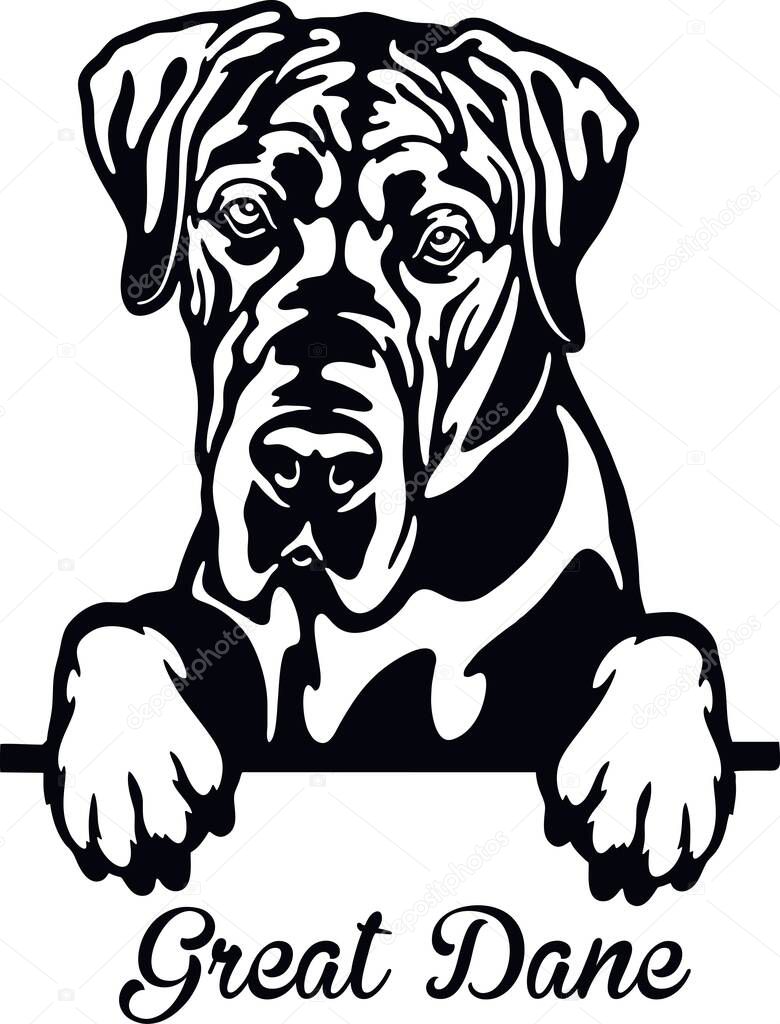 Great Dane Peeking Dog - head isolated on white - vector stock