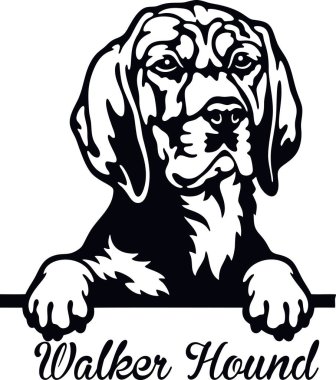 Av Köpeği Avcısı - kafası beyaz üzerine izole edilmiş