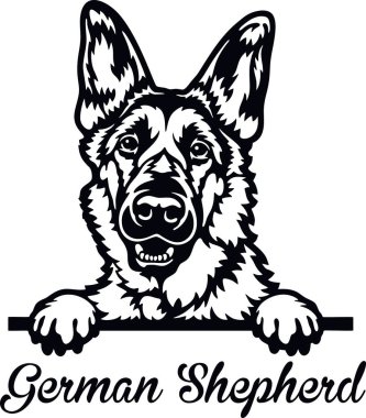 Alman Çoban Köpeği - kafası beyaz üzerine izole edilmiş