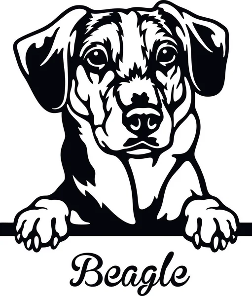 Beagle Peeking Dog - cabeça isolada em branco — Vetor de Stock
