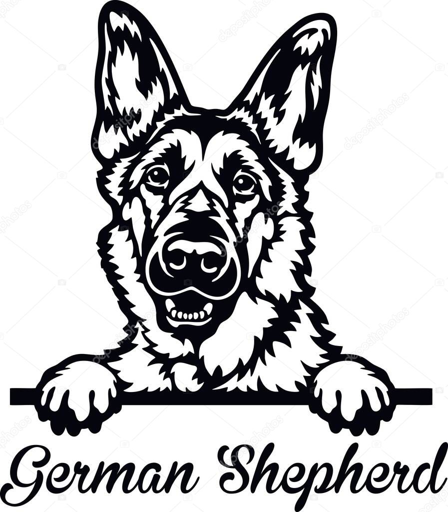 German Shepherd Peeking Dog - head isolated on white - vector stock