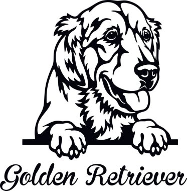 Golden Retriever Röntgenci Köpek - kafası beyaz üzerinde izole