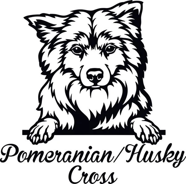 Pomeranian Husky Cross Peeking Dog -頭を白で隔離 — ストックベクタ