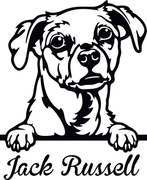 Jack Russell Peeking Dog -白で隔離された頭 — ストックベクタ